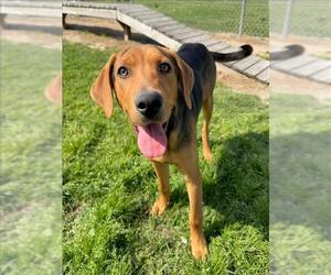 Black and Tan Coonhound-Unknown Mix Dogs for adoption in Conroe, TX, USA