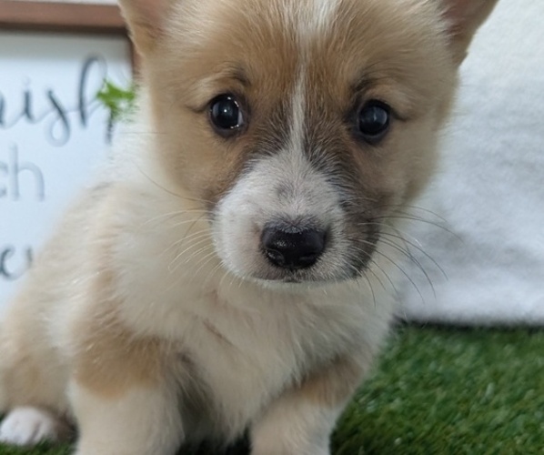 Medium Photo #12 Pembroke Welsh Corgi Puppy For Sale in GOSHEN, IN, USA