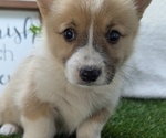 Small #11 Pembroke Welsh Corgi