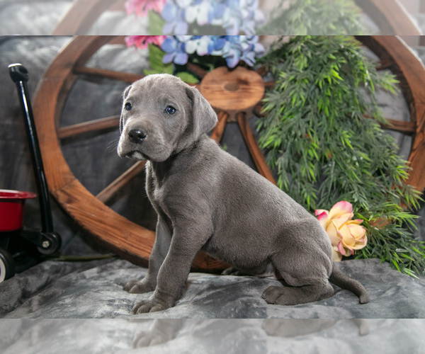 Medium Photo #1 Great Dane Puppy For Sale in SHELBY, OH, USA
