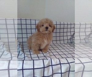 Maltipoo Puppy for sale in MILLERSBURG, OH, USA