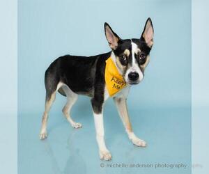 German Shepherd Dog-Unknown Mix Dogs for adoption in Corona, CA, USA