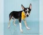 Small German Shepherd Dog Mix