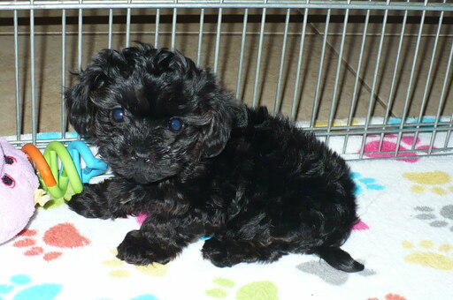 Medium Photo #1 Poodle (Toy)-Yorkshire Terrier Mix Puppy For Sale in ORO VALLEY, AZ, USA