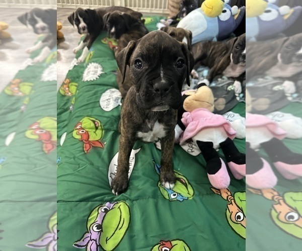 Medium Photo #6 Boxer Puppy For Sale in RALEIGH, NC, USA