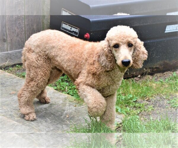 Medium Photo #3 Poodle (Standard) Puppy For Sale in Lincolnwood, IL, USA