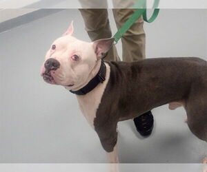 Mutt Dogs for adoption in St. Cloud, FL, USA