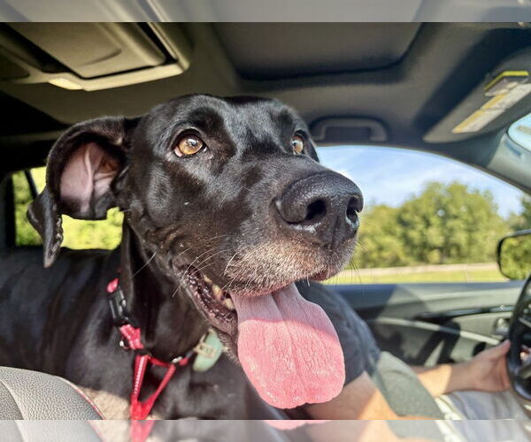 Medium Photo #6 Great Dane-Unknown Mix Puppy For Sale in Mooresville, NC, USA