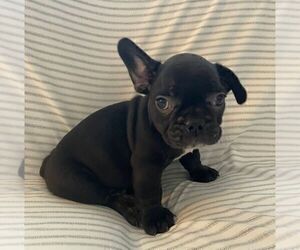French Bulldog Puppy for sale in JOHNS ISLAND, SC, USA