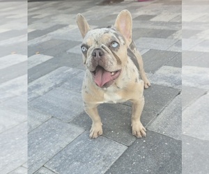 French Bulldog Puppy for sale in NORTH PORT, FL, USA