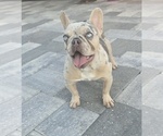 Small French Bulldog