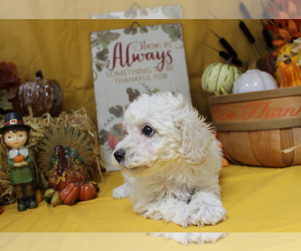 Medium Photo #16 Poodle (Toy) Puppy For Sale in CHANUTE, KS, USA