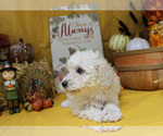 Small Photo #16 Poodle (Toy) Puppy For Sale in CHANUTE, KS, USA