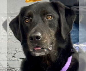 Mutt Dogs for adoption in Canton, CT, USA