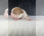 Small Photo #54 Boston Terrier Puppy For Sale in TULARE, CA, USA