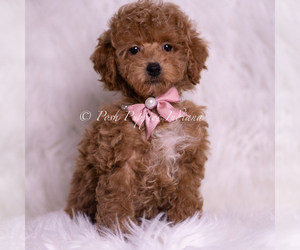 Medium Maltipoo (Miniature)