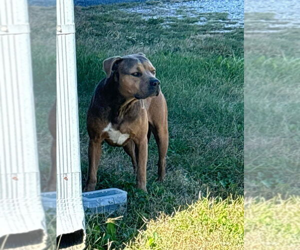 Medium Photo #20 American Staffordshire Terrier-Boxer Mix Puppy For Sale in Bolivar, MO, USA