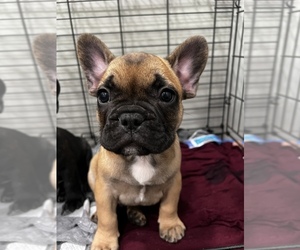 French Bulldog Puppy for Sale in SOUTH PLAINFIELD, New Jersey USA