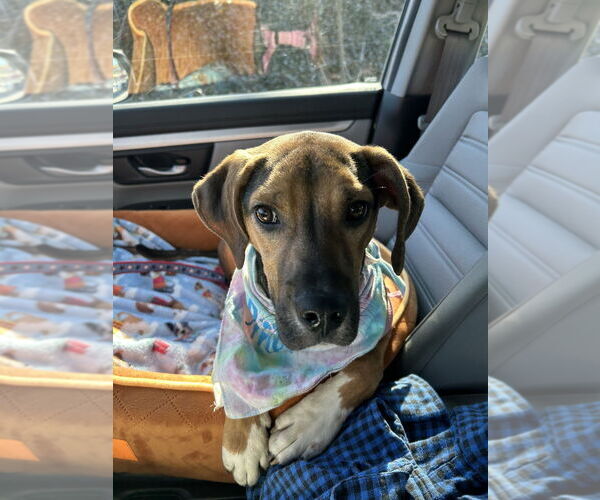 Medium Photo #4 Mutt Puppy For Sale in Candler, NC, USA