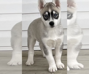Siberian Husky-Wolf Hybrid Mix Puppy for sale in WILMINGTON, OH, USA