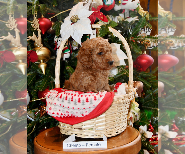 Medium Photo #6 Goldendoodle Puppy For Sale in SAINT CLAIR SHORES, MI, USA