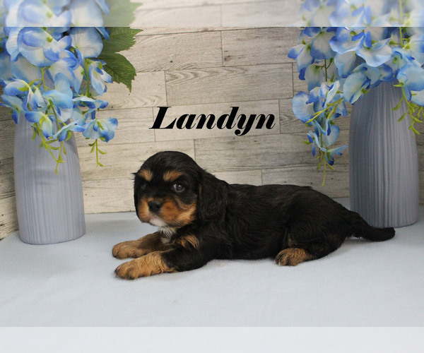 Medium Photo #11 Cavalier King Charles Spaniel Puppy For Sale in CHANUTE, KS, USA