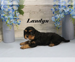 Small #10 Cavalier King Charles Spaniel