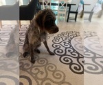 Small Photo #4 German Wirehaired Pointer Puppy For Sale in ROCKLEDGE, FL, USA