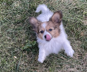 Papillon Puppy for sale in SILVER LAKE, KS, USA