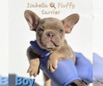 Small #3 French Bulldog