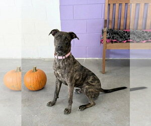 **NIBBLES** - Male Labrador Retriever-Unknown Mix Dog for Adoption - Photo #4