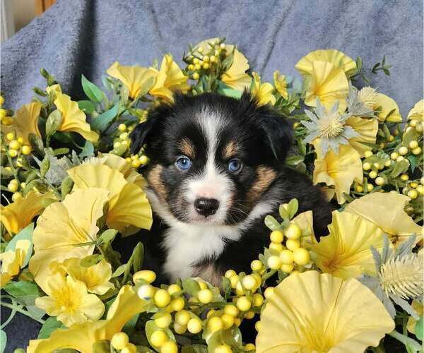Medium Photo #1 Miniature Australian Shepherd Puppy For Sale in SANDOWN, NH, USA