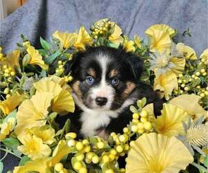 Miniature Australian Shepherd Puppy for sale in SANDOWN, NH, USA