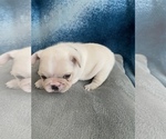 Small Photo #13 French Bulldog Puppy For Sale in POMPANO BEACH, FL, USA
