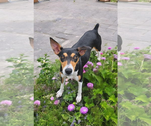 Medium Photo #7 Basenji-Rat Terrier Mix Puppy For Sale in McKinney, TX, USA