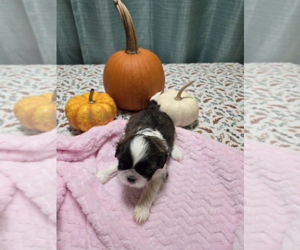 Medium Photo #2 Shih Tzu Puppy For Sale in BUFFALO, NY, USA