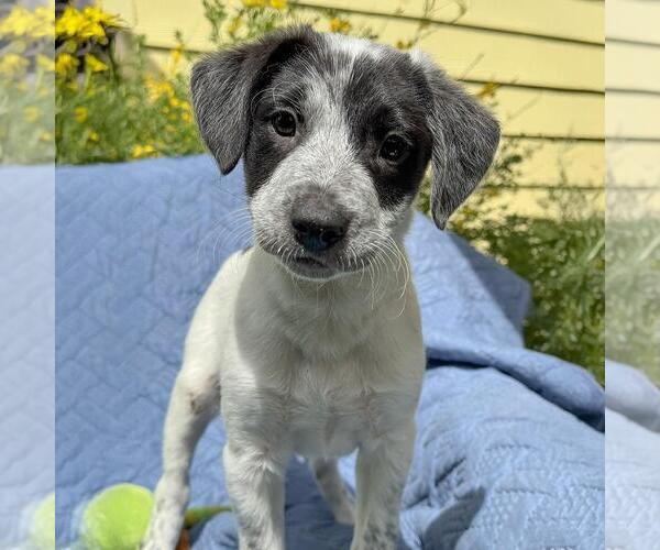Medium Photo #2 Colonial Cocker Spaniel-Unknown Mix Puppy For Sale in San Diego, CA, USA