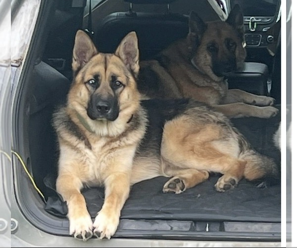 Medium Photo #1 Gerberian Shepsky Puppy For Sale in LANSING, MI, USA