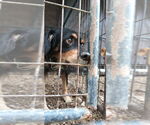 Small Cocker Spaniel