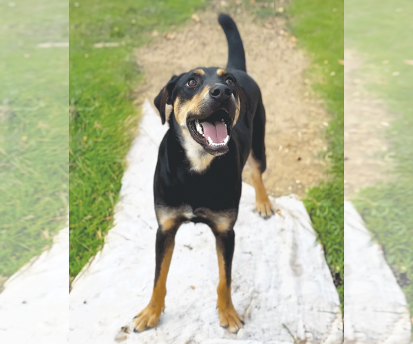 Medium Photo #11 Labrottie Puppy For Sale in Munford, TN, USA
