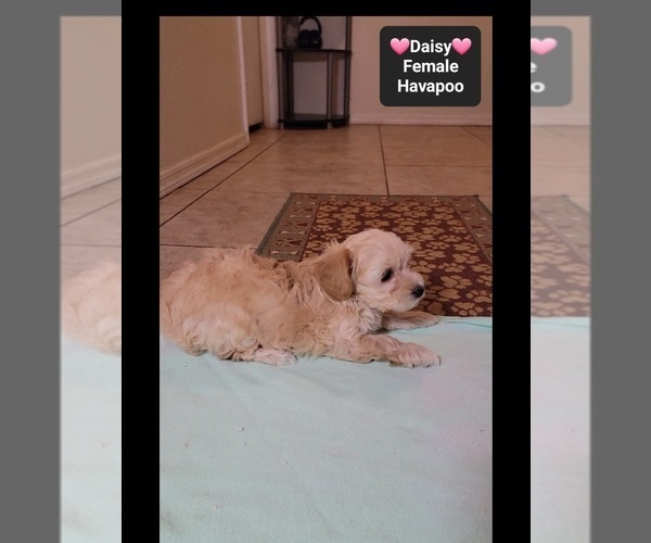 Medium Photo #2 Havapoo Puppy For Sale in TUCSON, AZ, USA