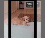 Daisy - Female Havapoo Puppy for Sale - Photo #2