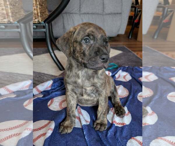 Medium Photo #1 Labrador Retriever-Unknown Mix Puppy For Sale in Plainfield, IL, USA