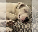 Small #4 Labrador Retriever Mix
