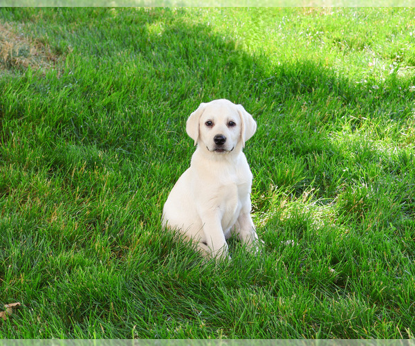 Medium Photo #3 Labrador Retriever Puppy For Sale in SYRACUSE, IN, USA