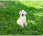 Small #2 Labrador Retriever