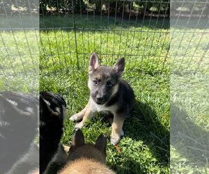 Siberian Husky-Unknown Mix Dogs for adoption in Holly Springs, NC, USA