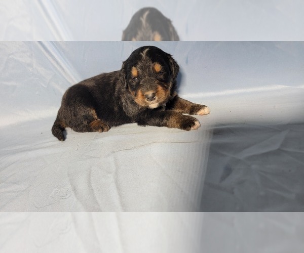 Medium Photo #83 Golden Mountain Dog Puppy For Sale in BLACK FOREST, CO, USA