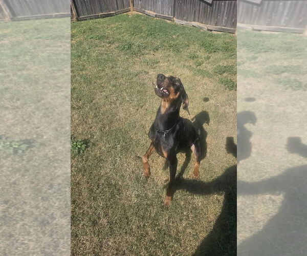 Medium Photo #4 Doberman Pinscher-Unknown Mix Puppy For Sale in Dallas, TX, USA