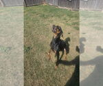 Small #3 Doberman Pinscher Mix